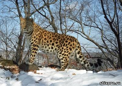 Дальневосточный леопард стихи