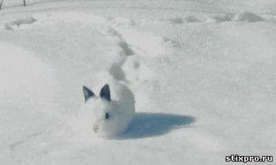 Снежный кролик стихи