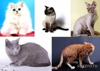 Породы домашних кошек стихи