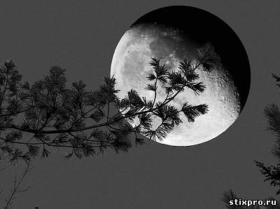 Луна, лунь и линь стихи